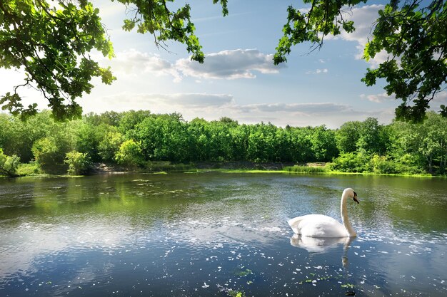 Cigno sul fiume in un giorno d'estate