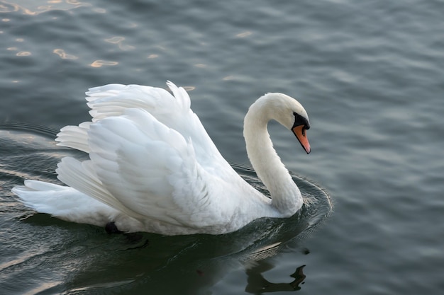 Cigno sul Lago Maggiore