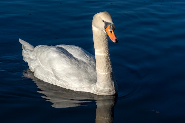 Cigno sul lago sanguinato