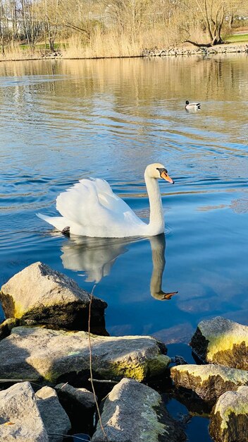 cigno sul lago