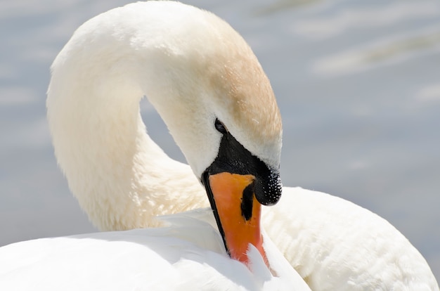 Cigno sul paesaggio invernale