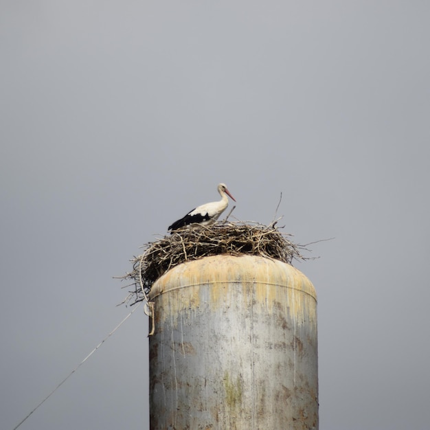 Cigno sul tetto di una torre d'acqua Nido di cigno