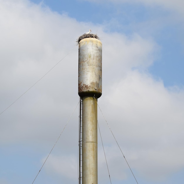 Cigno sul tetto di una torre d'acqua Nido di cigno