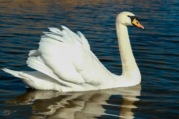 Cigno sull'acqua blu del lago in una giornata di sole cigni sulla serie della natura dello stagno