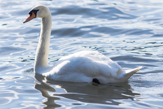 Cigno sull&#39;acqua blu del lago