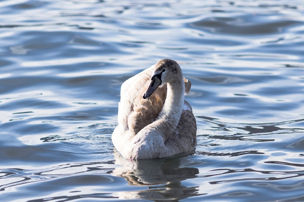 Cigno sull&#39;acqua blu del lago