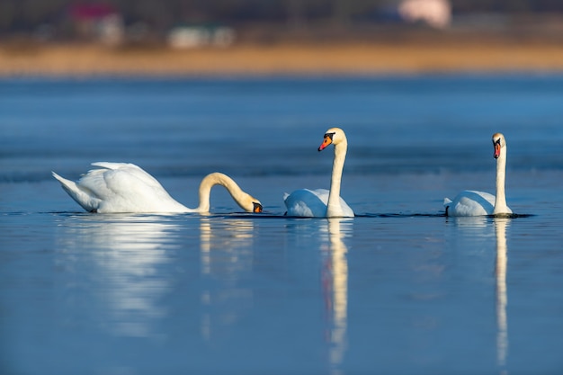 Cigno sull'acqua del lago blu in una giornata di sole, cigno sullo stagno