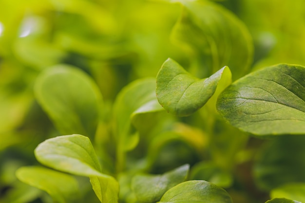 Cilantro Microgreen biologico pronto per essere raccolto.