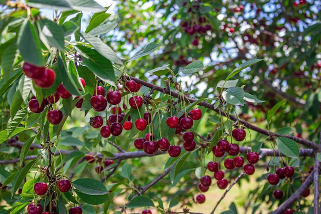 Ciliege acide appese al ramo di un albero. Concetto di agricoltura e raccolta.