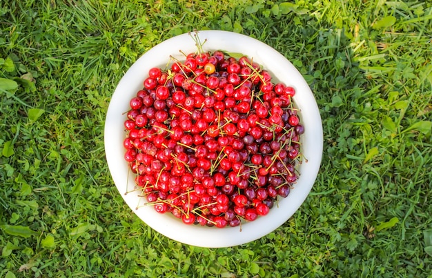 Ciliege dolci rosse mature in tazza bianca sul fondo verde dell'erba di estate nel giardino