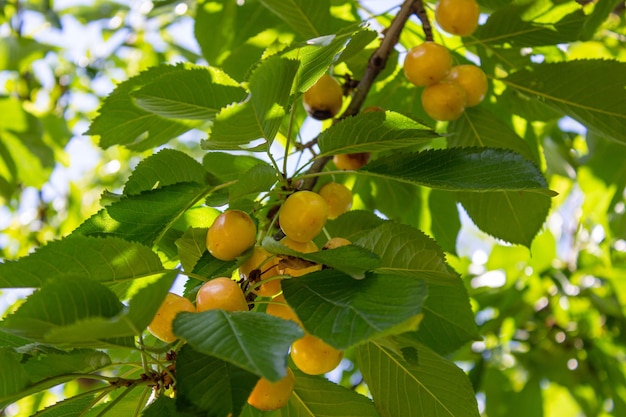 Ciliege gialle appese a un albero. Frutta estiva.