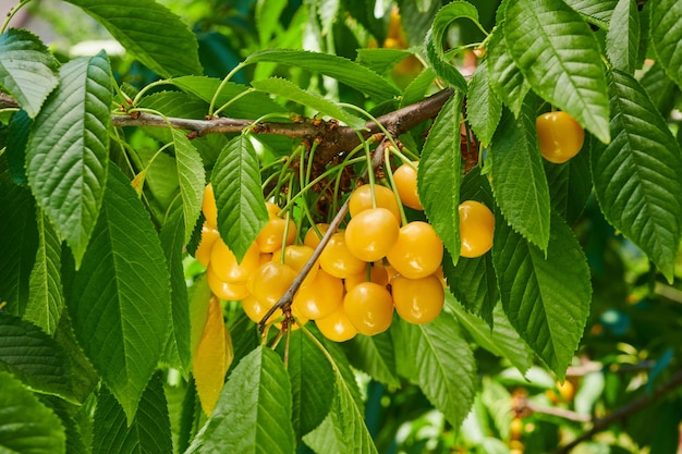 Ciliege gialle mature sull'albero