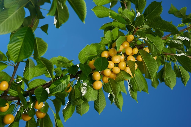 Ciliege gialle mature sull'albero