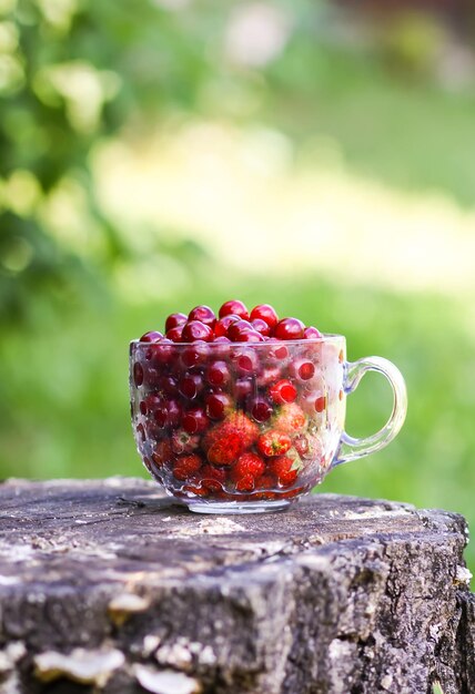 Ciliege mature e fragole in una tazza trasparente sul ceppo di albero Frutti rossi freschi nel giardino estivo in campagna