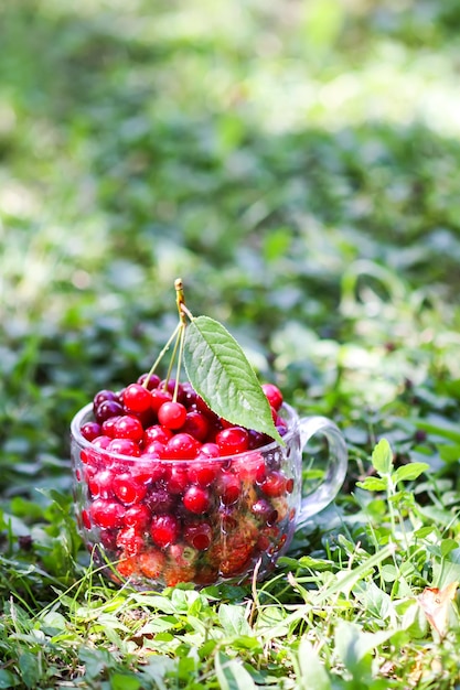 Ciliege mature in tazza di vetro trasparente su sfondo verde erba Frutta fresca di ciliegia rossa bagnata nel giardino estivo in campagna