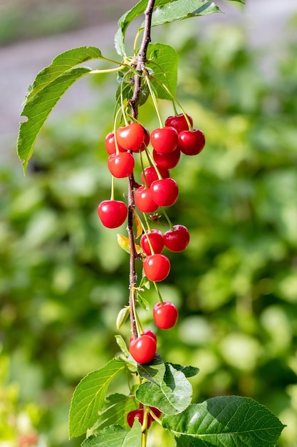 Ciliege mature rosse nel giardino su un albero