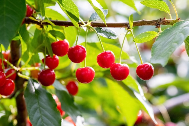 Ciliege mature rosse su un albero si chiuda