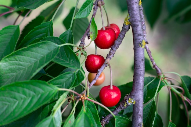 Ciliege mature rosse su un ramo di albero in giardino Frutti di primavera