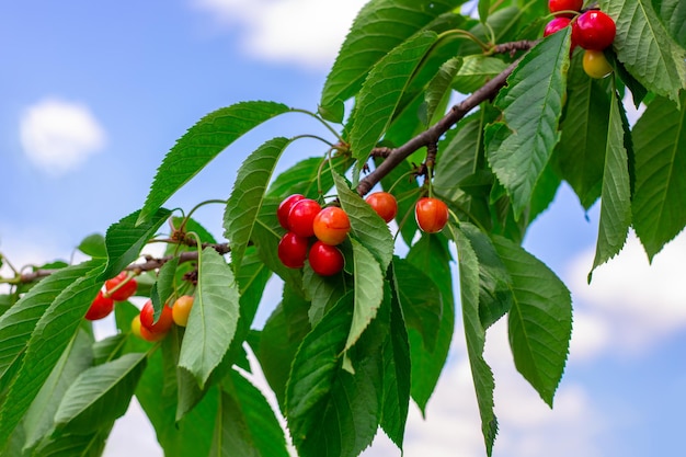 Ciliege mature rosse su un ramo di un albero da frutto contro il cielo in giardino in estate Raccolto sano delizioso