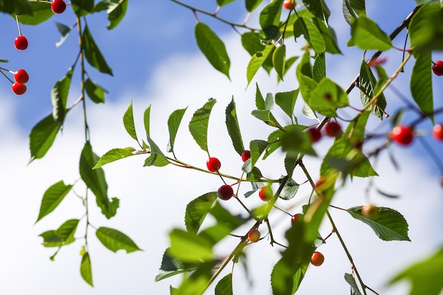 Ciliege mature sui rami degli alberi Frutta fresca di ciliegia rossa nel giardino estivo in campagna