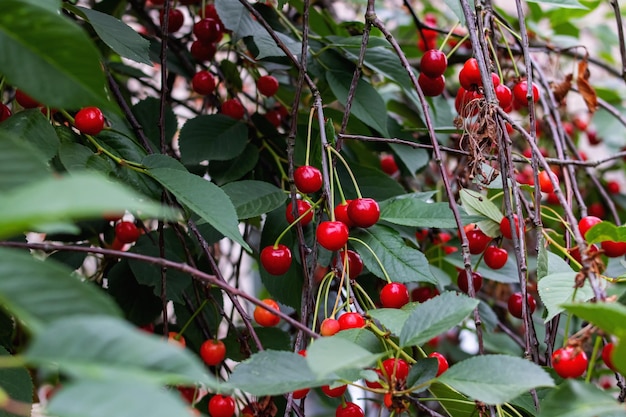 Ciliege rosse luminose su un ramo di albero