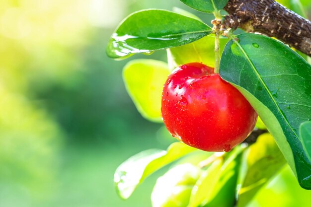 Ciliege rosse mature su alberi di ciliegio nel giardino di ciliegi Tra le foglie verdi sfondo sfocato e macro del sole mattutino