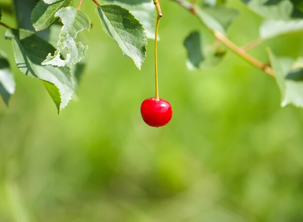 Ciliege rosse mature sul ramo di ciliegio nel parco estivo