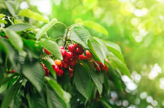 Ciliege rosse su un ramo appena prima del raccolto con fondo soleggiato verde. Copia spazio