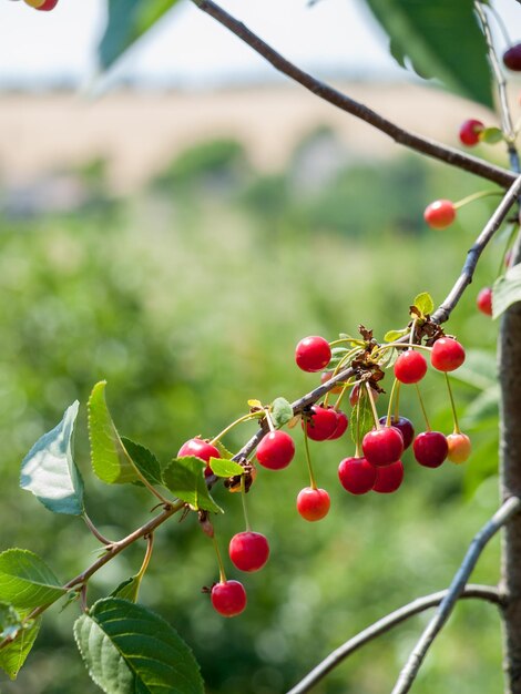 Ciliege rosse su un ramo dell'albero in giardino in una soleggiata giornata estiva con sfondo naturale verde