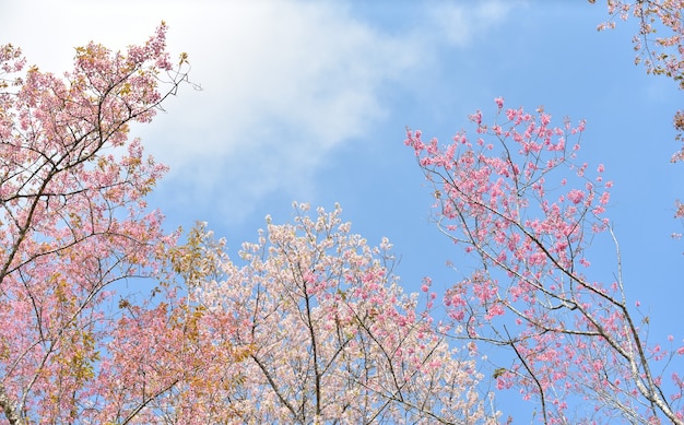 Ciliegi in fiore in primavera