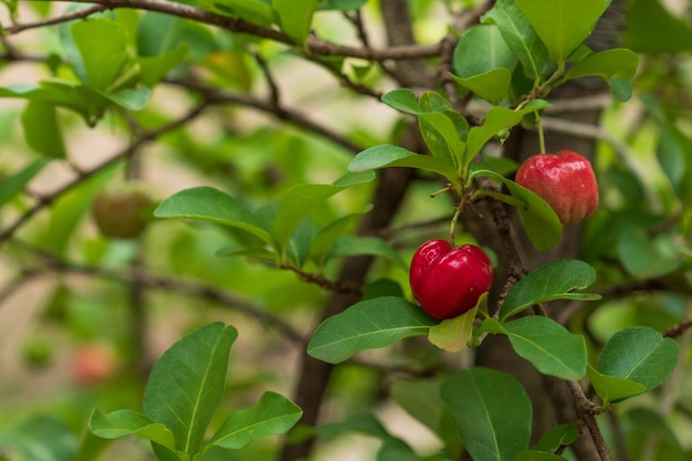 Ciliegia Acerola fresca biologica. Frutti di ciliegie tailandesi o Acerola sull'albero con il tramonto. L'acerola è un frutto famoso in Sud America, soprattutto in Brasile.