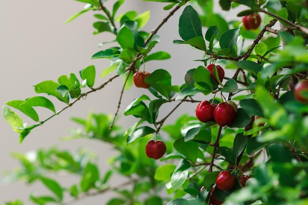 Ciliegia Acerola fresca biologica. Frutti di ciliegie tailandesi o Acerola sull'albero con il tramonto. L'acerola è un frutto famoso in Sud America, soprattutto in Brasile.