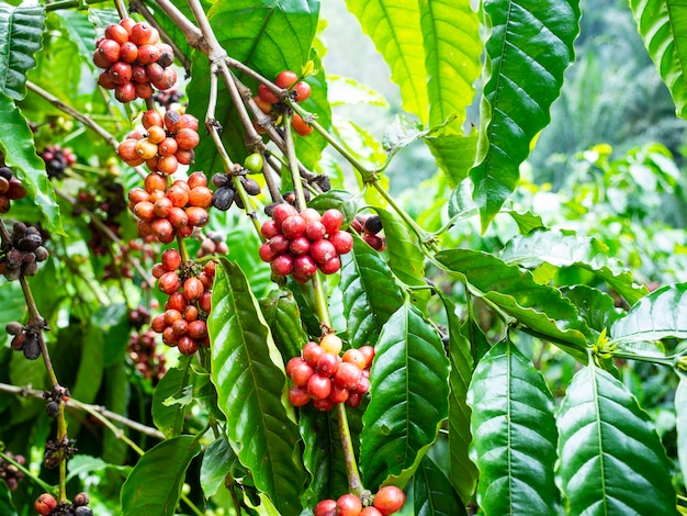 ciliegia di caffè sulla pianta del caffè