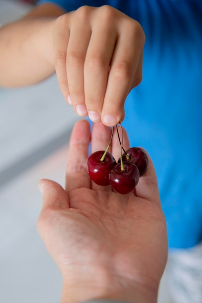 Ciliegia dolce rossa matura nelle mani di un bambino e di un quadrato del primo piano adulto