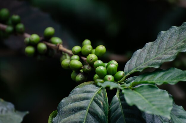 Ciliegia fresca del caffè sulla pianta del caffè