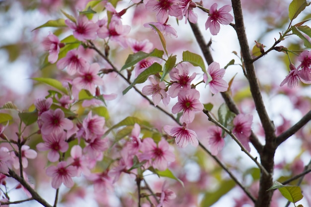 Ciliegia himalayana selvaggia (prunus cerasoides) in ChiangMai, Tailandia