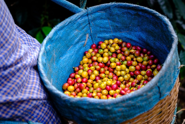 Ciliegia rossa e gialla Chicchi di caffè nel cestino Agricoltori nel terreno coltivabile