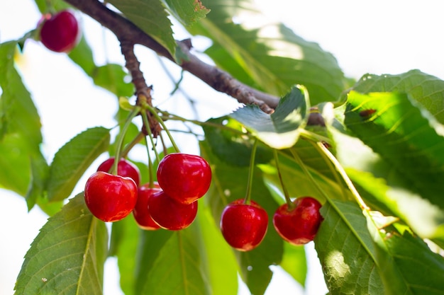 Ciliegia rossa matura su un primo piano del ramo di un albero Raccolta delle bacche nel giardino