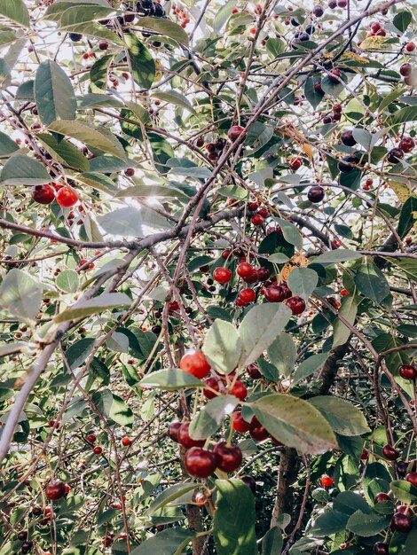 Ciliegia succosa matura rossa su un albero con foglie verdi