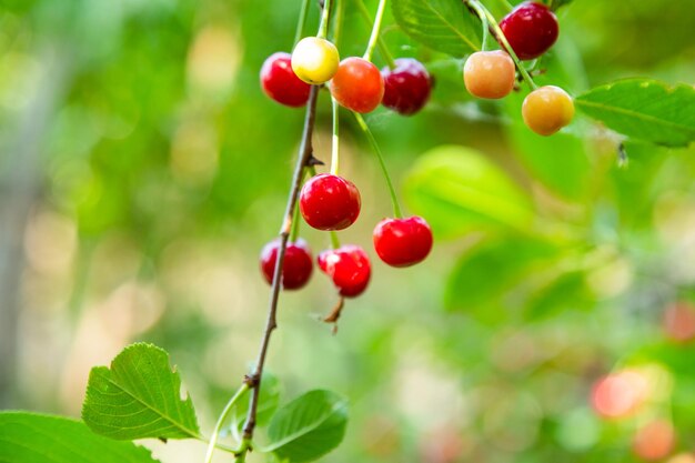 Ciliegie Bing mature su un ramo di un albero