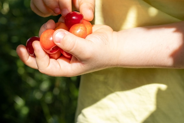 ciliegie dall'albero del giardino in mano di capretto o acerbe ancora sul ramofrutti biologici producteco sani