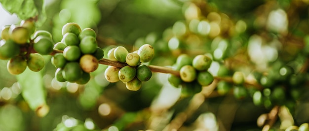 Ciliegie di caffè Chicchi di caffè sulla pianta del caffè ramo di una pianta del caffè con frutti maturi con rugiada