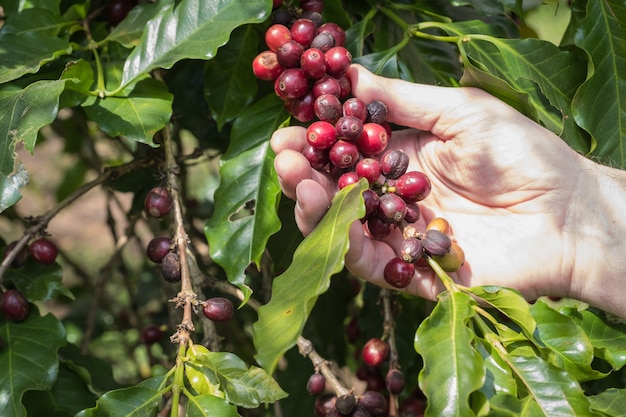 Ciliegie di caffè (fagioli) maturazione su un ramo di albero del caffè (primo piano)