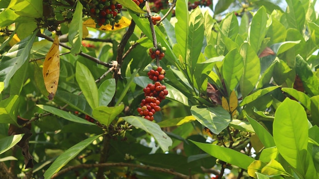 ciliegie di caffè rosse sui rami e mature così sono pronte per essere raccolte. robusta arabica