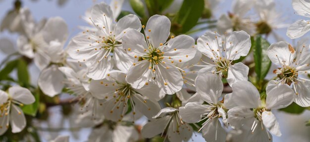 Ciliegie in fiore all'inizio della primavera fiori bianchi e fogliame giovane su rami grigi