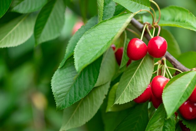 Ciliegie mature rosse che appendono su un ramo di albero