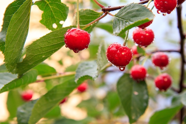 Ciliegie mature rosse con gocce d'acqua su un albero davanti a foglie verdi.