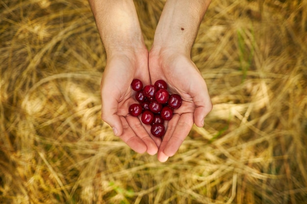 Ciliegie nelle mani del ragazzo sullo sfondo di erba secca Ciliegie nelle mani di un giardiniere