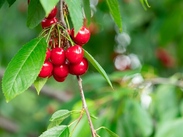 Ciliegie rosse dolci contro foglie sfocate