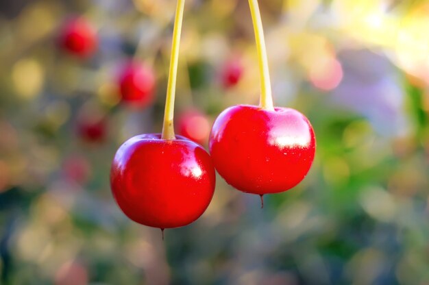 Ciliegie rosse e dolci su un ramo appena prima del raccolto sotto la calda luce del sole all'inizio dell'estate